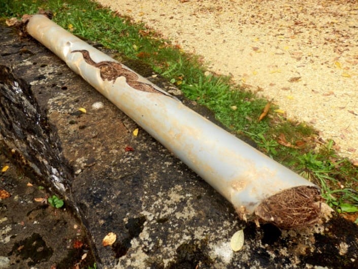 Clogged Sewer Drains with Tree Roots in Sewer Pipe