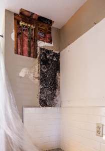 Water Leak Home Repair with Black Mold Found Behind Cabinet
