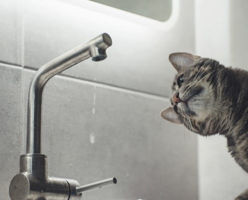 Plumbing-Emergency-Poole's Plumbing