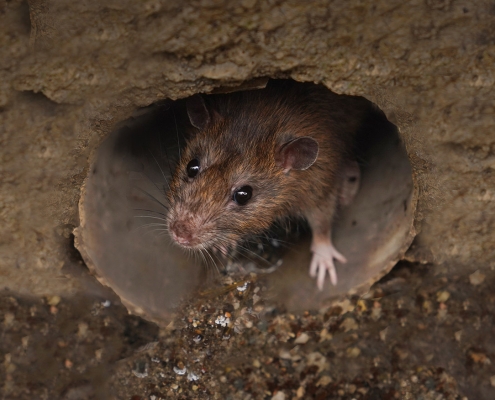 Prevent Pest