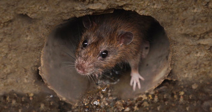 Prevent Pest