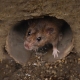 Prevent Pest