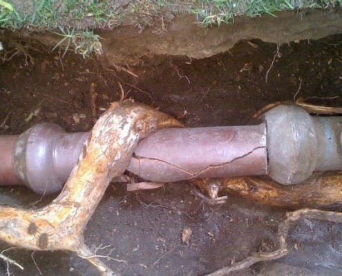 sewer-repair-tree-roots