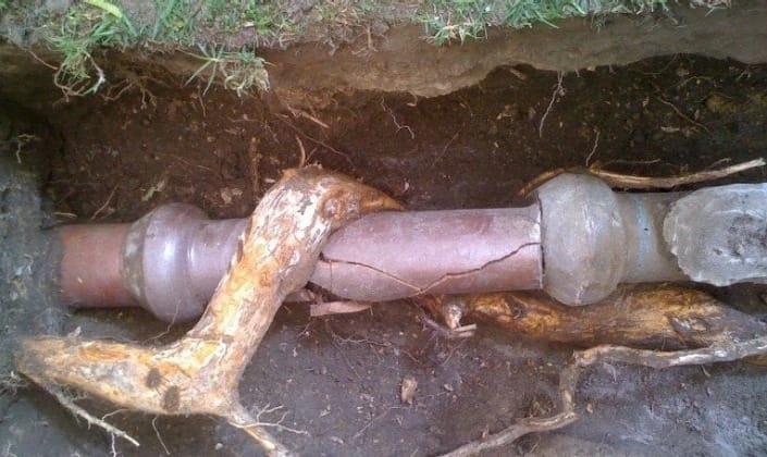sewer-repair-tree-roots sewer-repair-tree-roots
